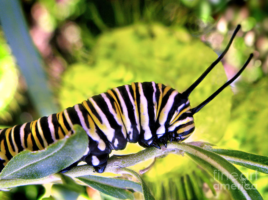 Monarchs Caterpillar.NZ Photograph by Jennie Breeze