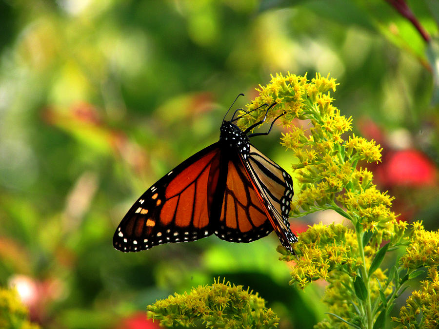 Monarchs Glory Photograph by Kimberly Mackowski