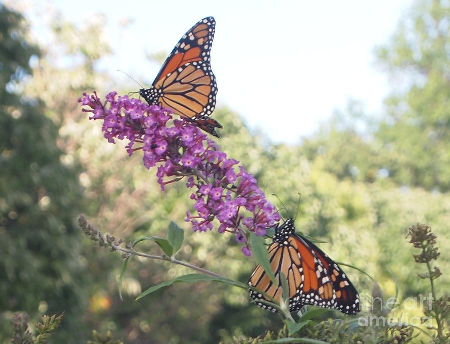 Monarchs in the Sun Photograph by Nancy Kane Chapman
