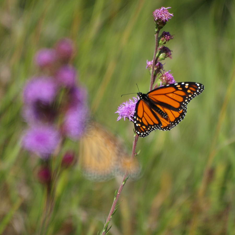 Monarchs Photograph by James Peterson