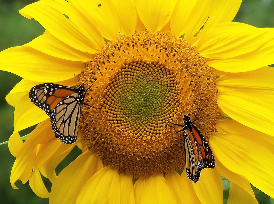 Two Monarchs On A Sunflower Photograph by Lynne Miller - Fine Art America