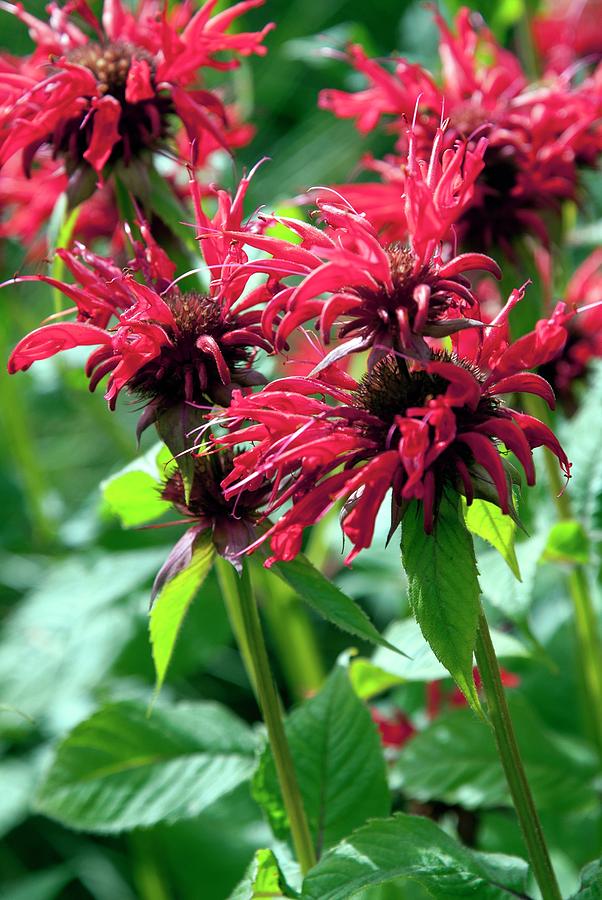 Monarda 'gardenview Scarlet' Photograph by Adrian Thomas/science Photo ...