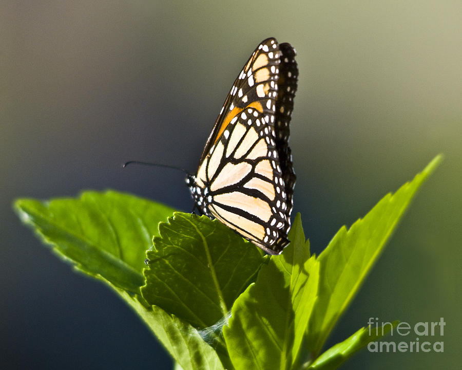 Monark Butterfly No. 2 Photograph by John Greco