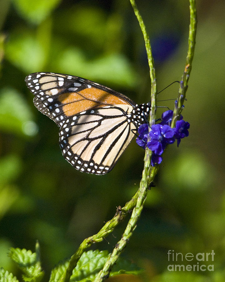 Nature Photograph - Monark Butterfly No.1 by John Greco