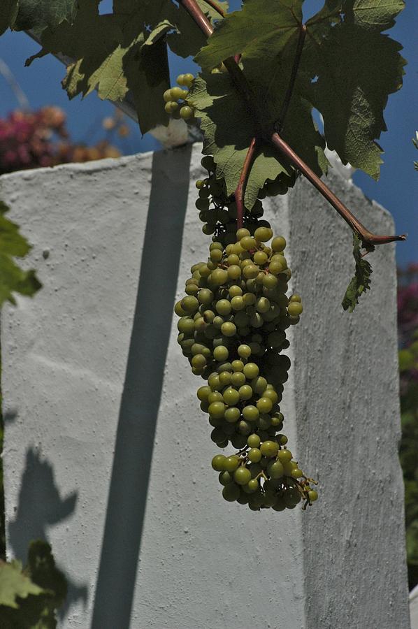 Monastery Grapes Photograph by Joseph Yarbrough