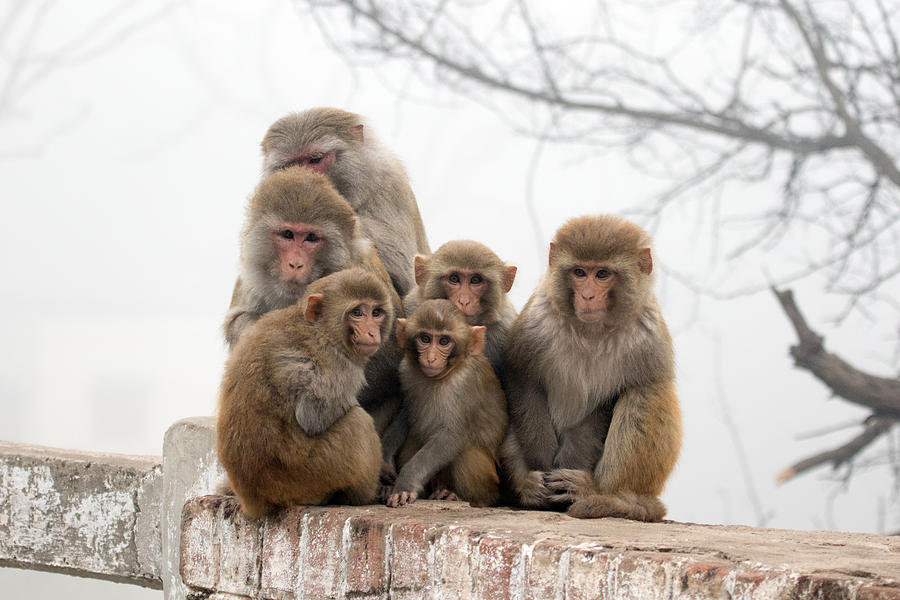Monkey Photograph - Monday Mania by S S Cheema