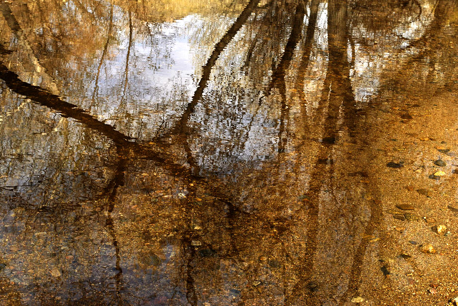 Tree Photograph - Monet Creek by Randal Bruck