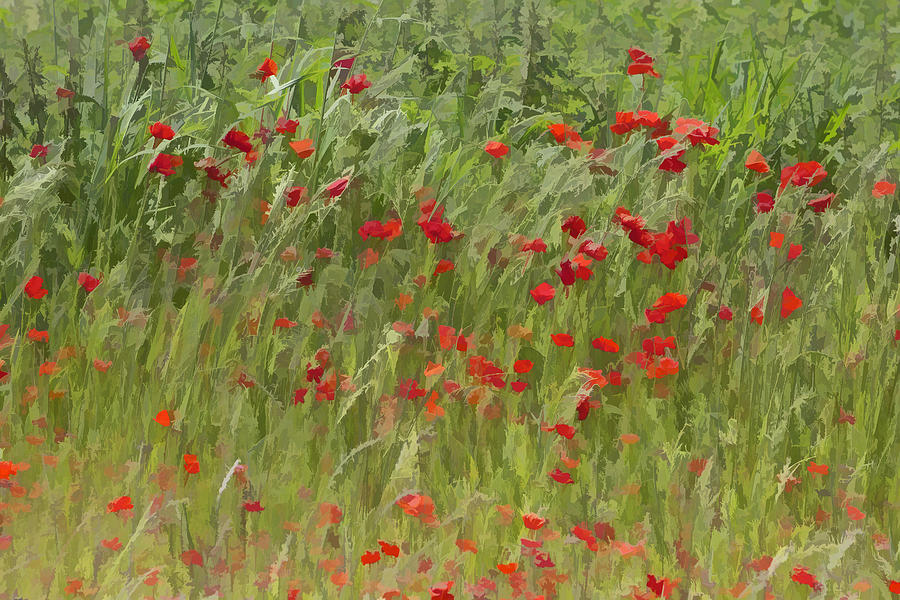 Monet Poppies III Photograph by David Letts