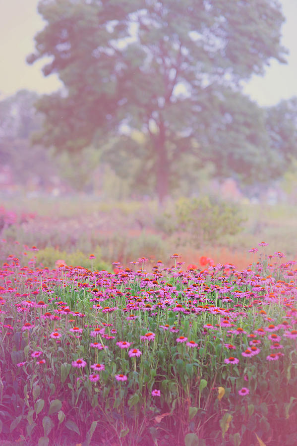Monet Spring Photograph by Jenny Rainbow