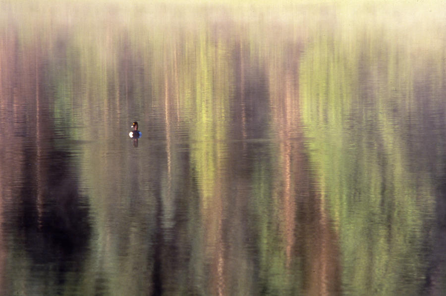 Monets Duck Photograph by Ken Dietz