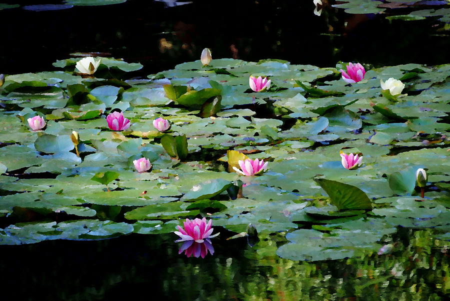 Monets Lilies at Giverny Photograph by Jacqueline M Lewis