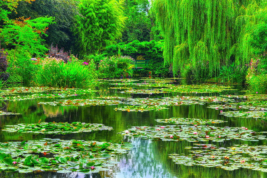 Monets Lily Pond Photograph by Midori Chan