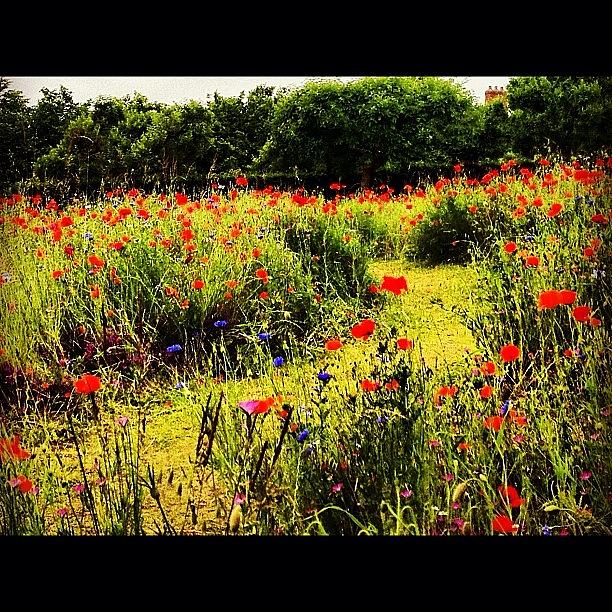 Claude Monet Photograph - Monets Poppies by Danielle McComb