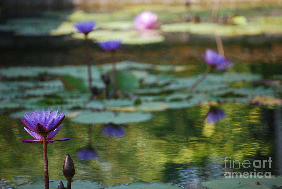 Monets Waterlily Pond Number One Photograph by Heather Kirk