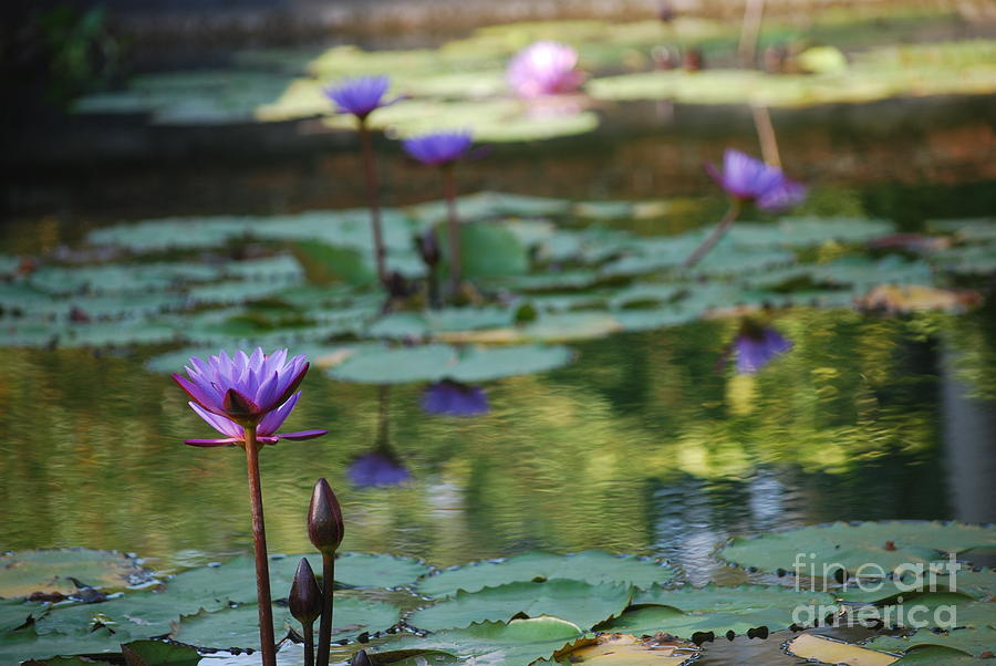Monets Waterlily Pond Number Two Photograph by Heather Kirk