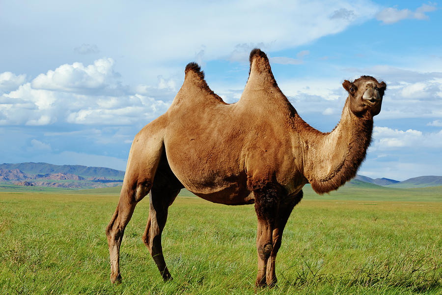 Mongolia, Zavkhan, Bactriane Camel On Photograph by Tuul & Bruno Morandi Mongolia, Zavkhan, Bactriane Camel On Photograph by Tuul & Bruno Morandi
