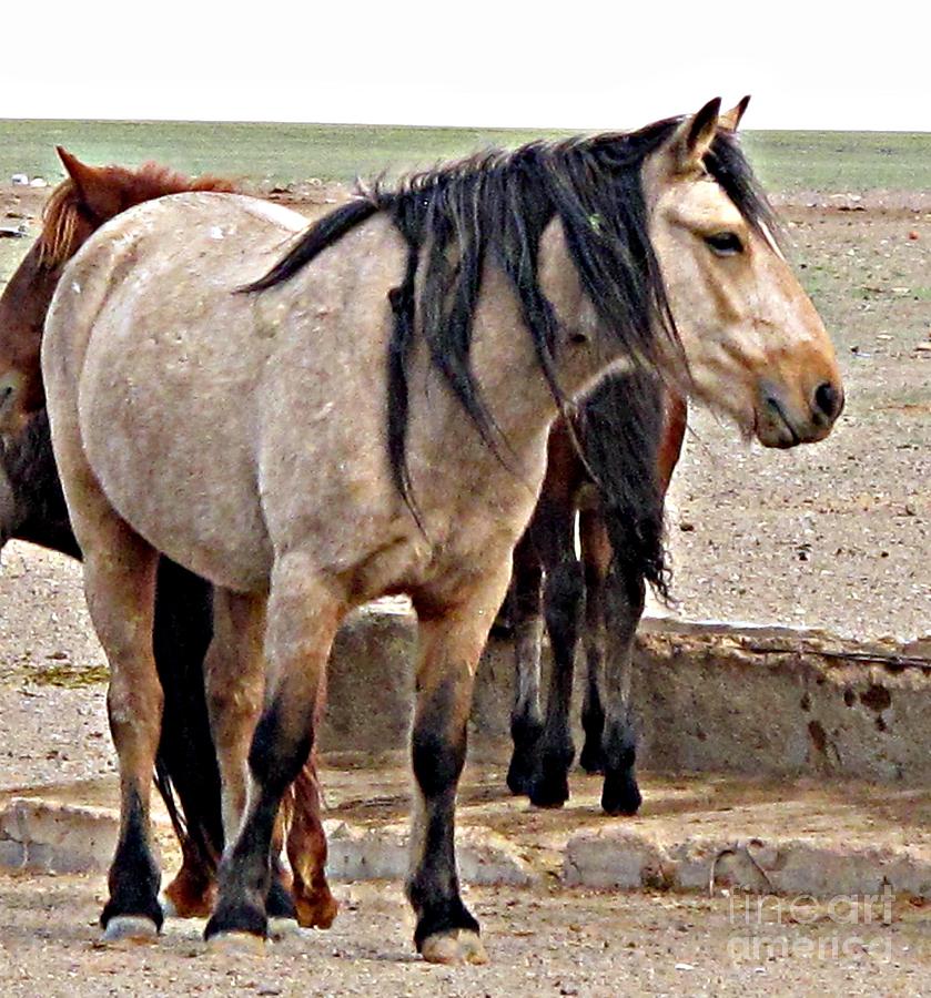 Mongolian Horse Photograph by Louise Peardon