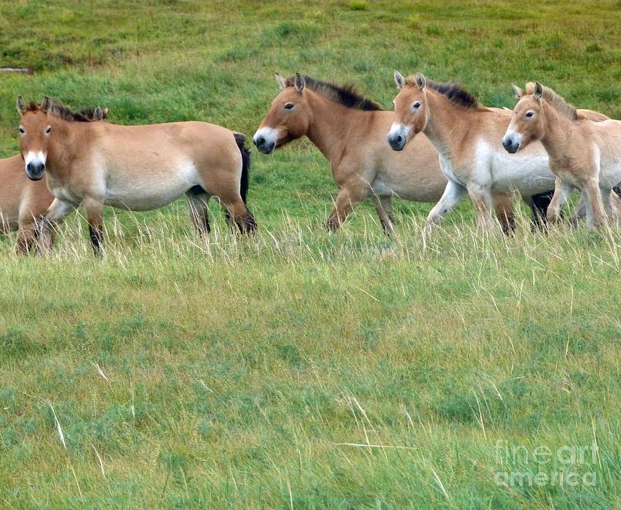 Mongolian Wild Horses Photograph by Louise Peardon