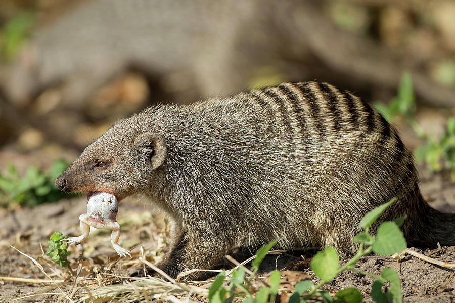 Mongoose Eating Frog, Chobe National Photograph by WorldFoto - Fine Art ...