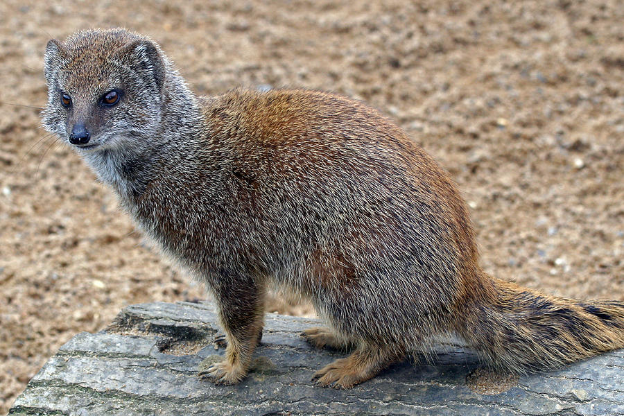 Mongoose Photograph by Rachel Jenkins - Fine Art America