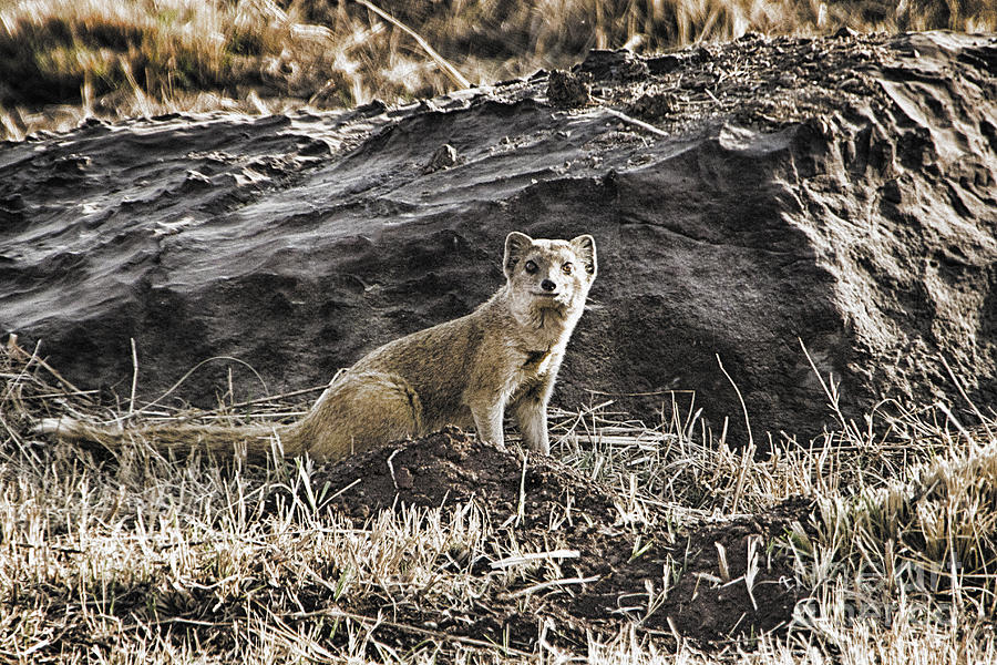 Mongoose-South Africa Photograph by Douglas Barnard