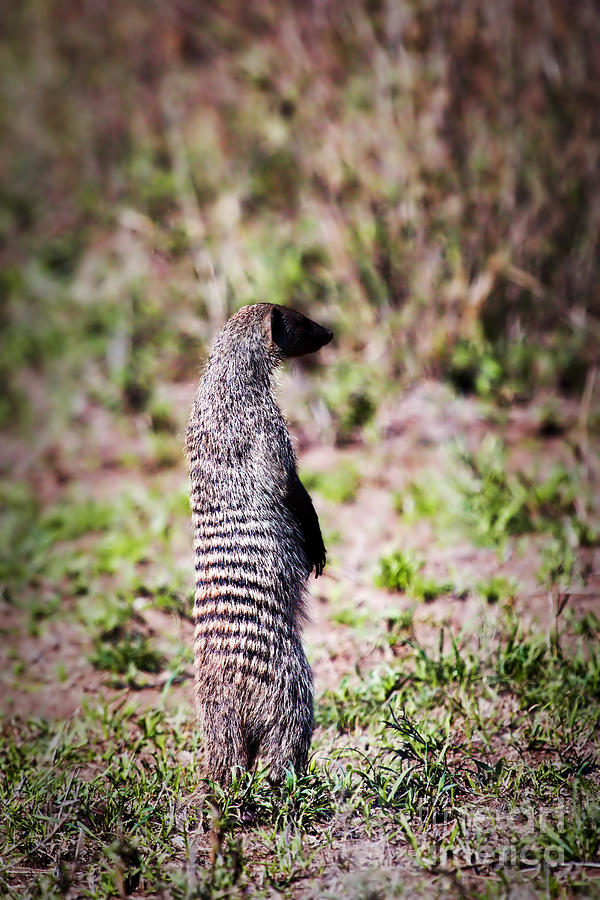 Mongoose standing. Safari in Serengeti Photograph by Michal Bednarek