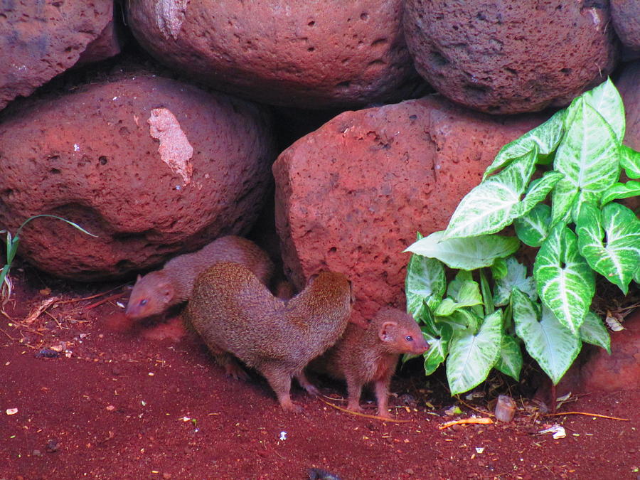 Mongoose With 2 Babies Photograph