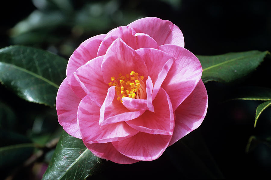 Monica Dance Camellia Flower Photograph by Adrian Thomas/science Photo Library