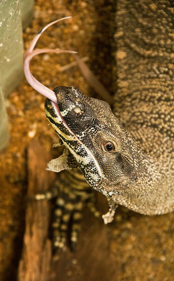 Monitor Lizard Photograph by Debbie Cundy
