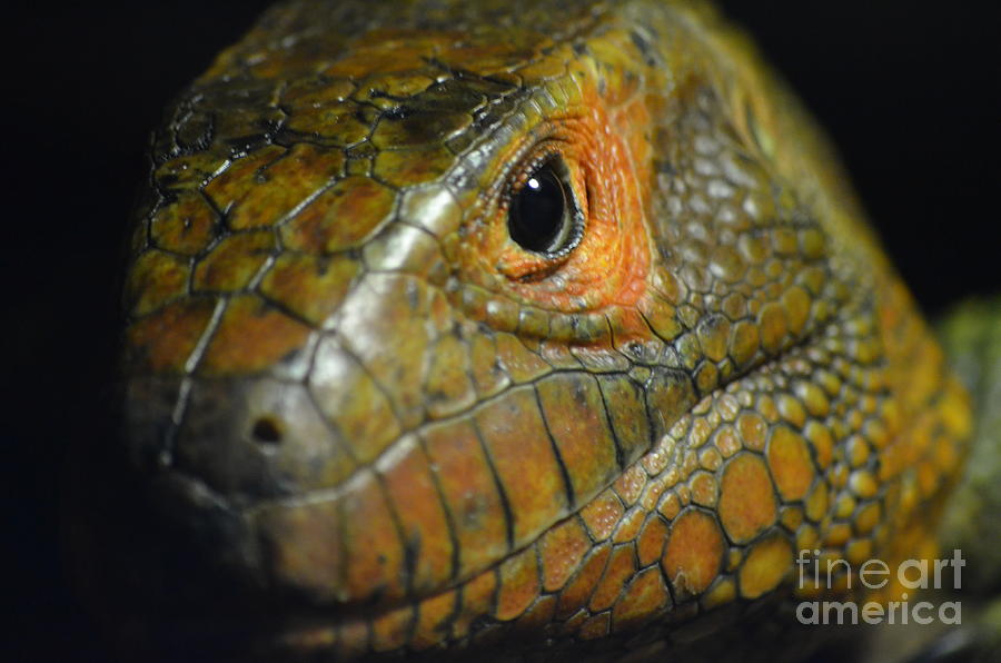 Monitor Lizard Stare Photograph by Shawn OBrien