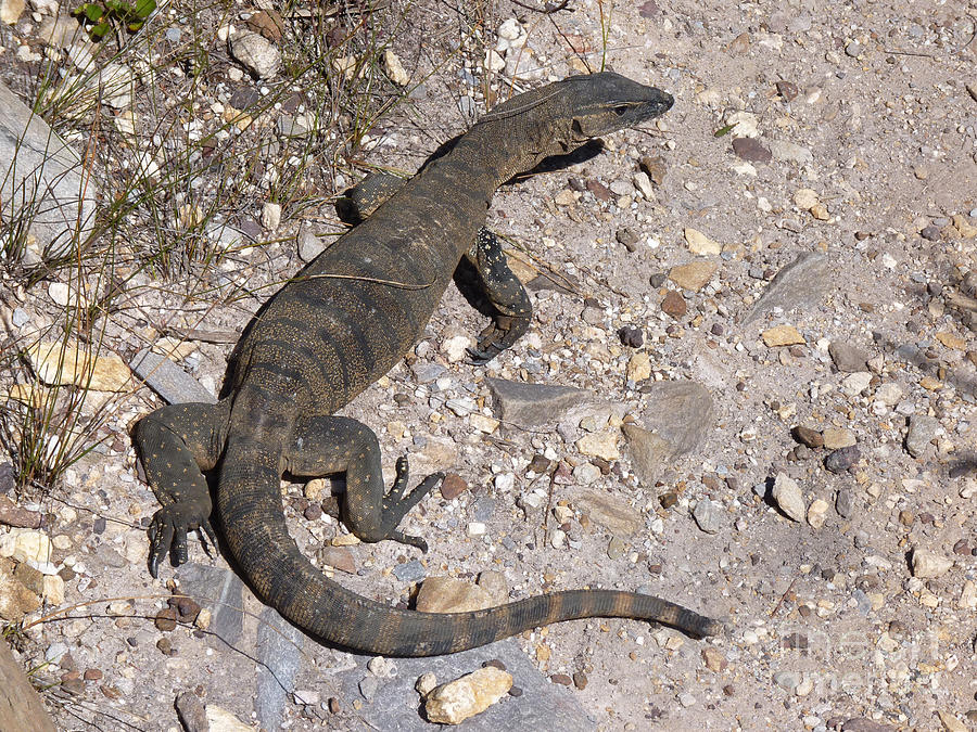 Monitor Lizard  - Western Australia Photograph by Phil Banks