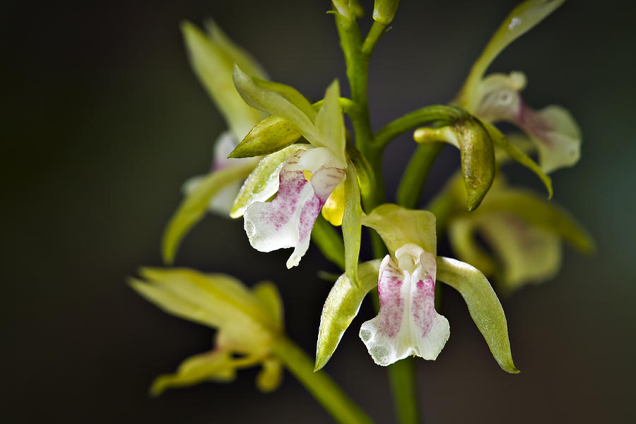 Monk Orchid Photograph by Hal Horwitz