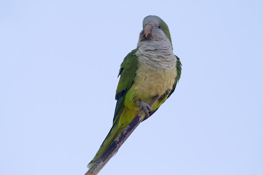 Parrot Photograph - Monk Parakeet  by Chris Smith
