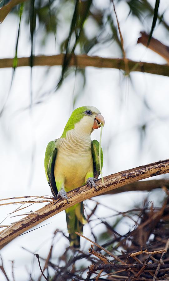 Animal Photograph - Monk parakeet by Science Photo Library