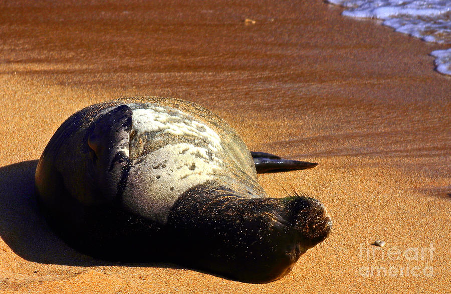 Sunset Photograph - Monk Seal by Bob Hislop