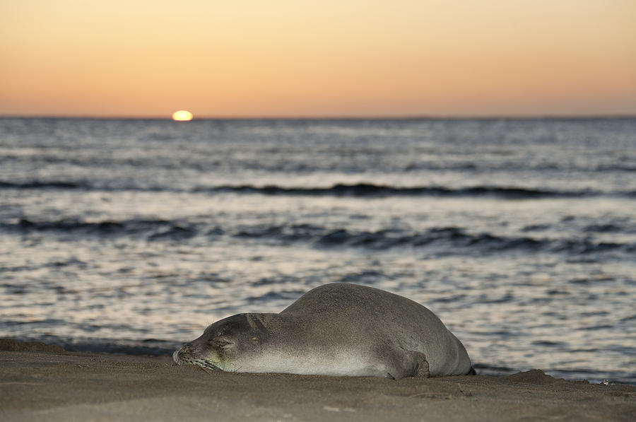 Monk Seal on Beach Photograph by M Swiet Productions