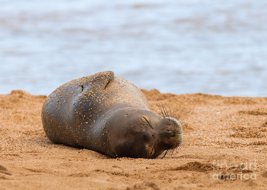 Animal Photograph - Monk Seal by Susan Serna