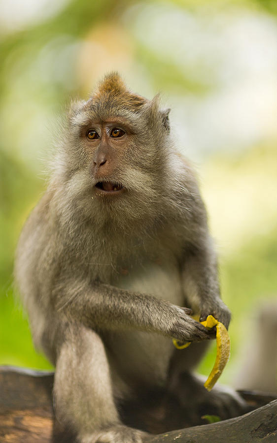 Monkey - Bali Photograph by Matthew Onheiber
