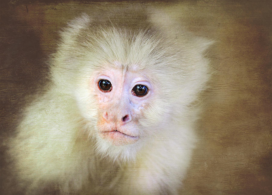 Monkey Portrait Photograph by Trina  Ansel