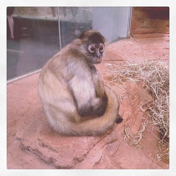 Summer Photograph - #monkey #apes #animals #zoo #stl by Brittany Brakefield