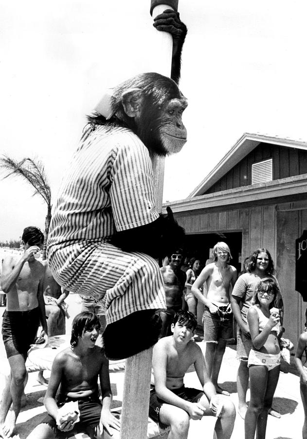 Vintage Photograph - Monkey at the beach by Retro Images Archive
