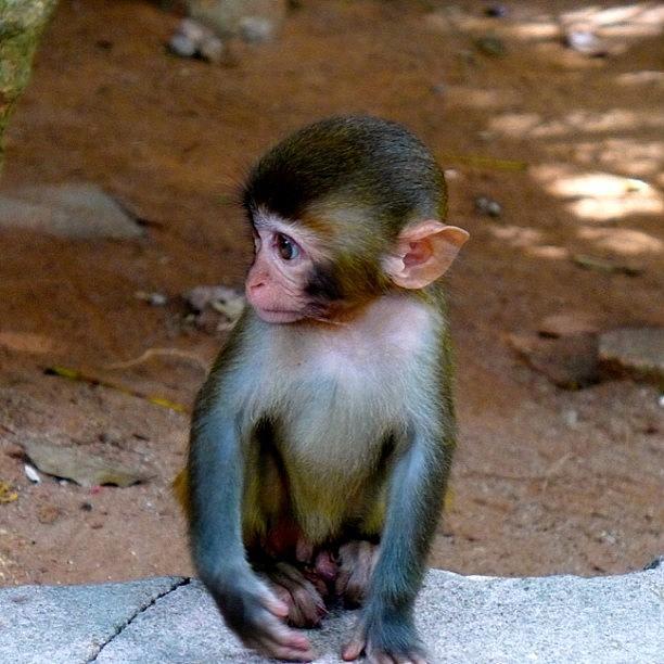 Monkey Photograph - #monkey #baby #cute #pet #kawayi #keai by Jason MA