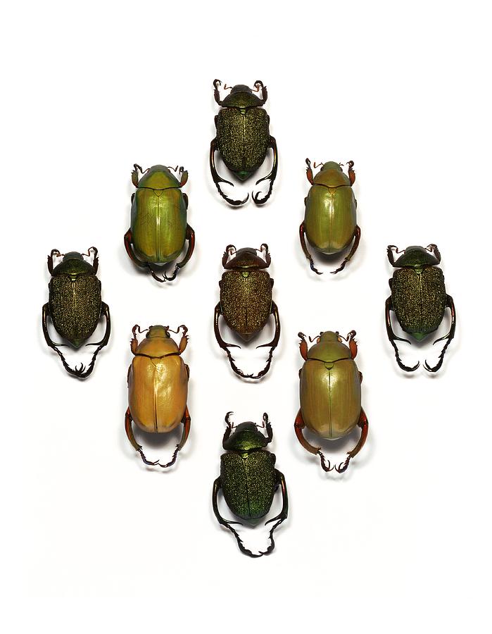 Monkey beetles Photograph by Science Photo Library