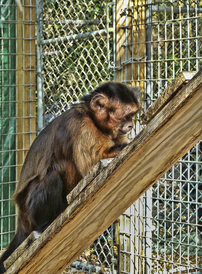 Monkey Photograph by Betty Eich