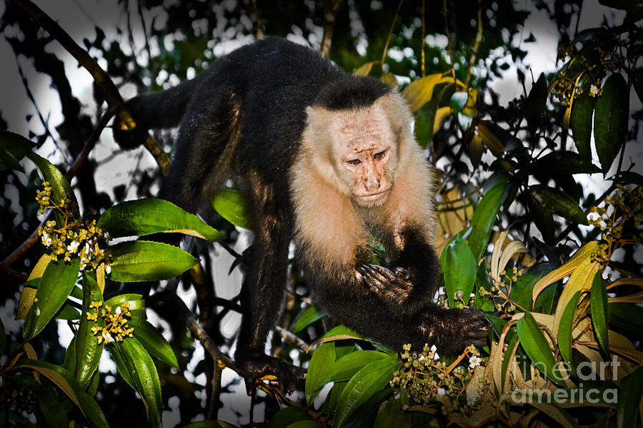 Wildlife Photograph - Monkey Business  by Gary Keesler