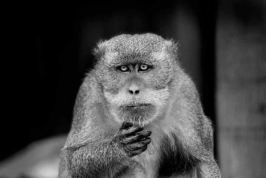 Monkey B&w Photograph by Image Provided By Silvia Sanchez De Freitas