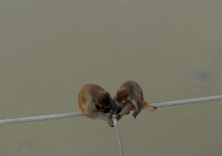 Nature Photograph - Monkey Couple on Rope by Bliss Of Art