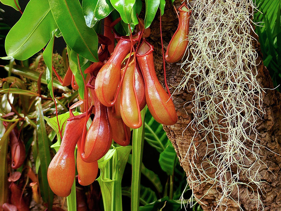 Monkey Cup Plant (nepenthes Sp.) Photograph by Ian Gowland/science Photo Library
