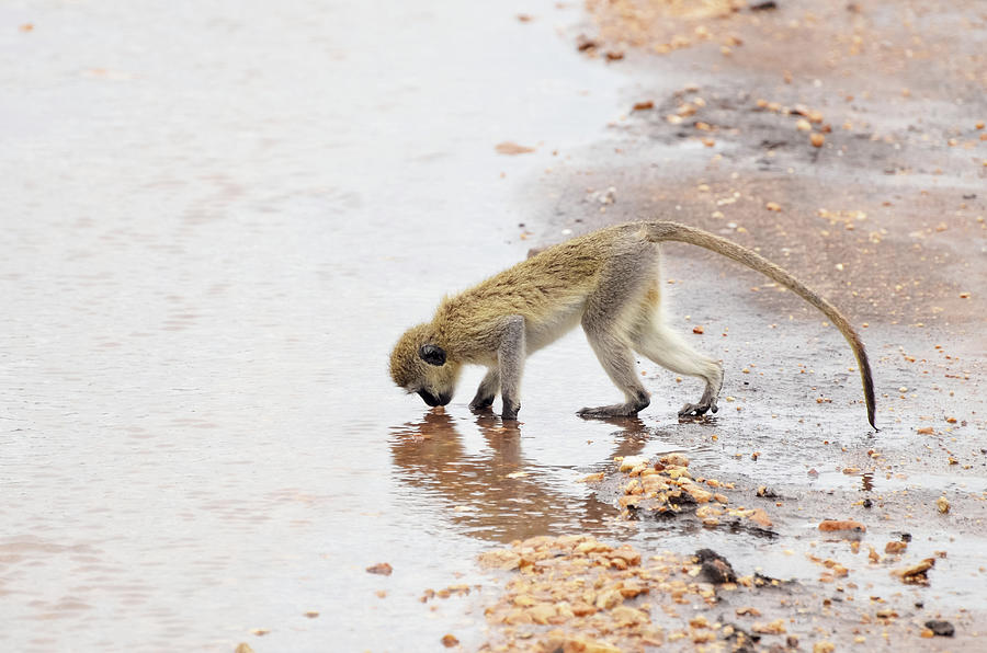 Monkey Drinking Water From Small Pond Photograph by Volanthevist