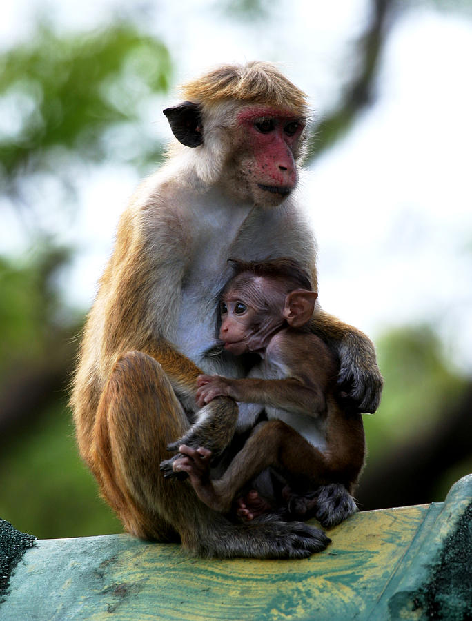  Monkey Family  Photograph by Anuruddha Lokuhapuarachchi
